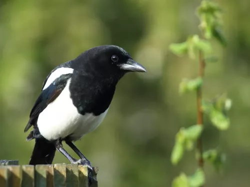 Crows and shrikes | Kent Wildlife Trust